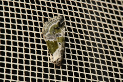 Maliattha synochitis