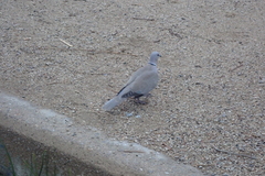 Streptopelia decaocto