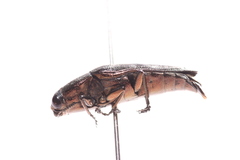 Sphenoptera
