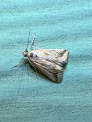 Achyra massalis