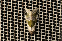 Maliattha synochitis