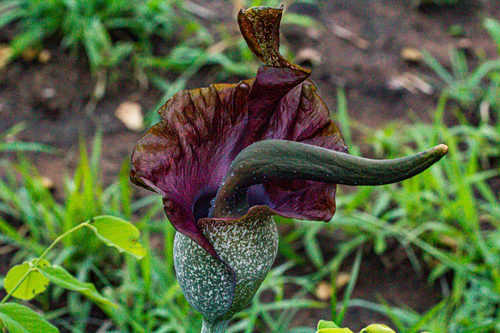 Amorphophallus maximus image