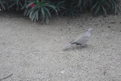 Streptopelia decaocto