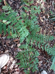 Cheilanthes