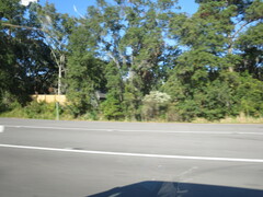 Baccharis halimifolia