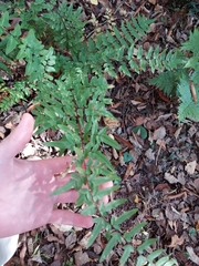 Cheilanthes
