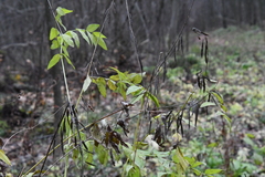 Galega orientalis