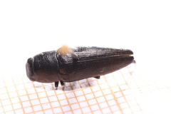 Sphenoptera