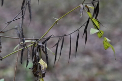 Galega orientalis