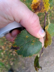 Melampsoridium betulinum