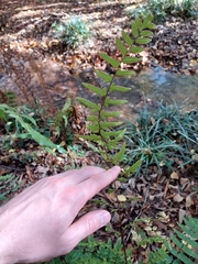 Cheilanthes