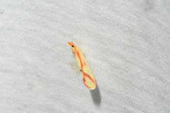 Otiocerus coquebertii