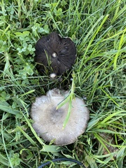 Coprinopsis uliginicola