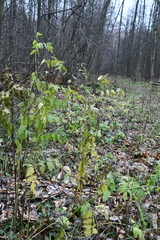 Galega orientalis
