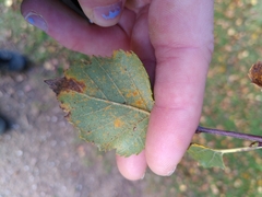 Melampsoridium betulinum
