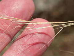 Aristida divaricata
