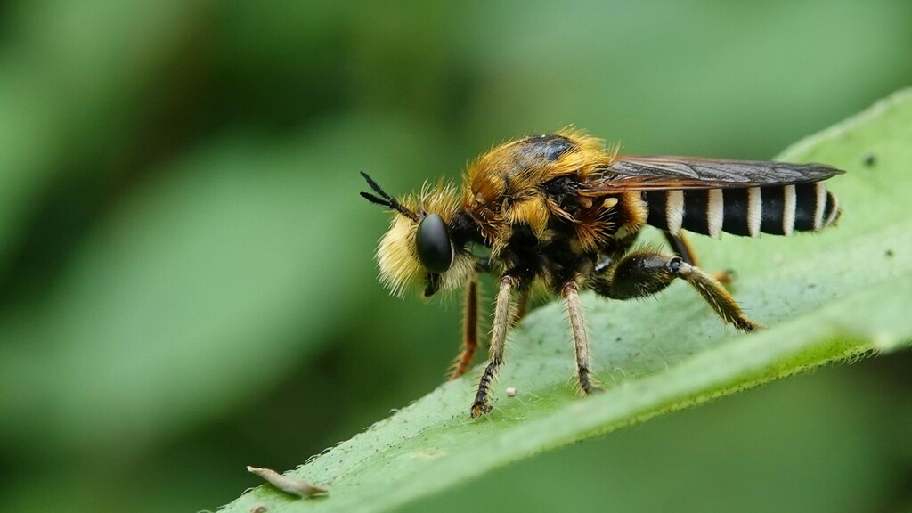 Laxenecera flavibarbis