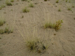 Stipagrostis ciliata capensis