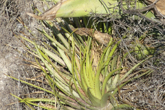 Hechtia