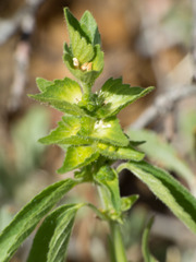 Acalypha neomexicana