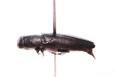 Sphenoptera