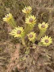 Leucadendron elimense elimense