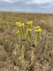 Leucadendron elimense elimense