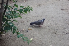 Columba palumbus