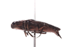 Sphenoptera