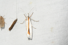 Crambus girardellus