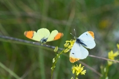 Anthocharis euphenoides