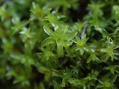 Leptodontium flexifolium