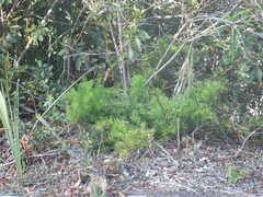 Asparagus aethiopicus