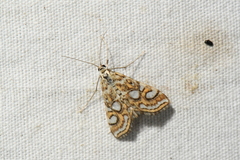 Elophila ekthlipsis
