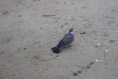 Columba palumbus