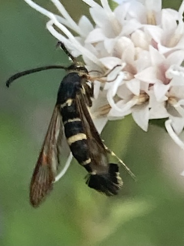 Oak Gall Borer Moth photo 3