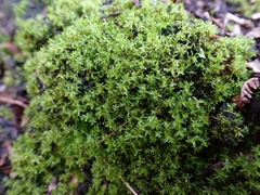 Leptodontium flexifolium