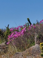 Alstroemeria magnifica