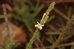 Chascanum