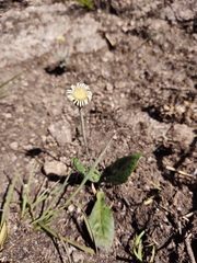 Chaptalia integerrima