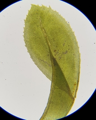 Leptodontium flexifolium
