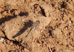 Brachythemis leucosticta