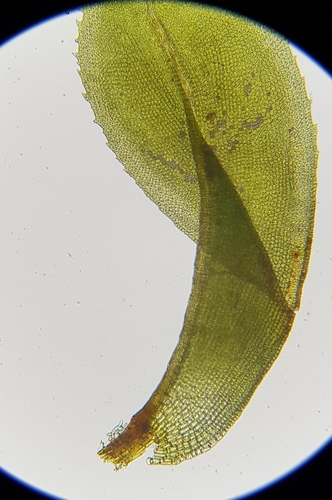 Image of Leptodontium flexifolium by (c) Helen Waterman, some rights reserved (CC BY)