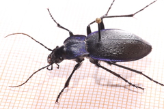 Carabus problematicus
