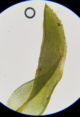 Leptodontium flexifolium
