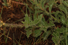 Chascanum