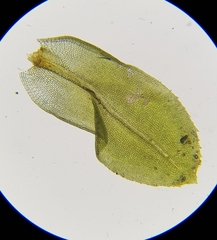 Leptodontium flexifolium