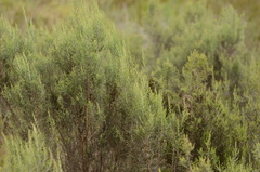 Dicerothamnus rhinocerotis