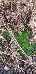 Leptodontium flexifolium