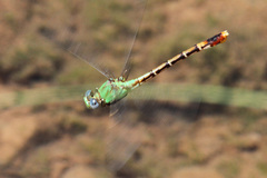 Erpetogomphus elaps